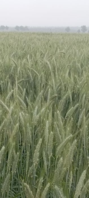 sprzedamsprzedam owies i pszenżyto
