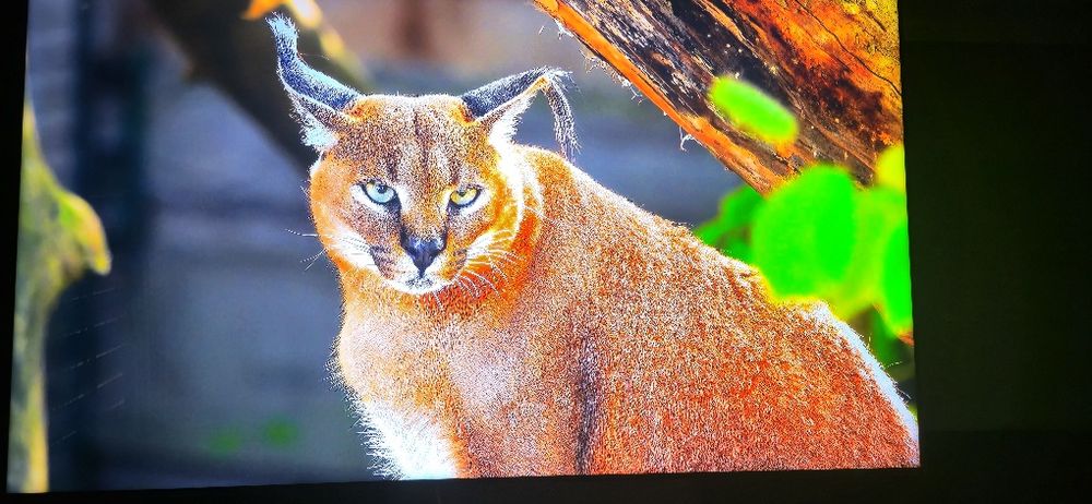 Telewizor Samsung 120hz QN800C 75" 8K Neo Qled  Smart