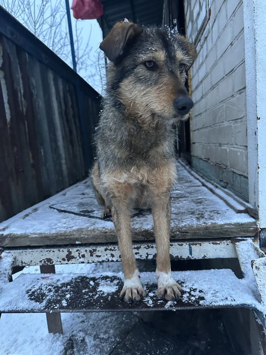 Безкоштовно в гарну родину