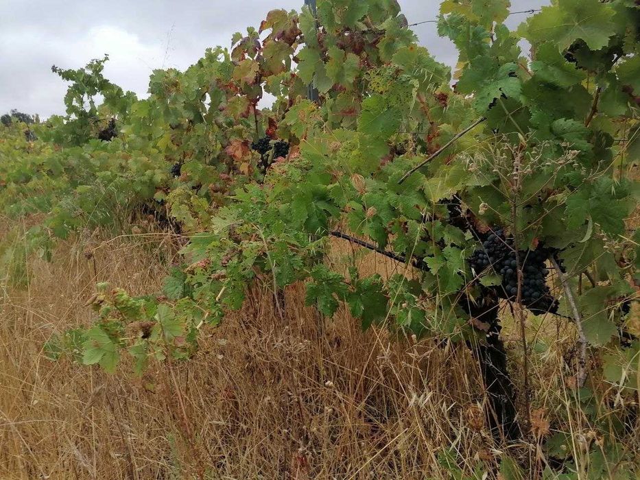 Uvas tintas de qualidade