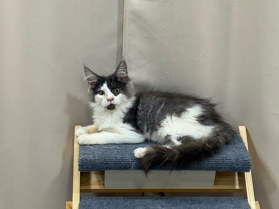 Macho  Maine Coon com pedigree