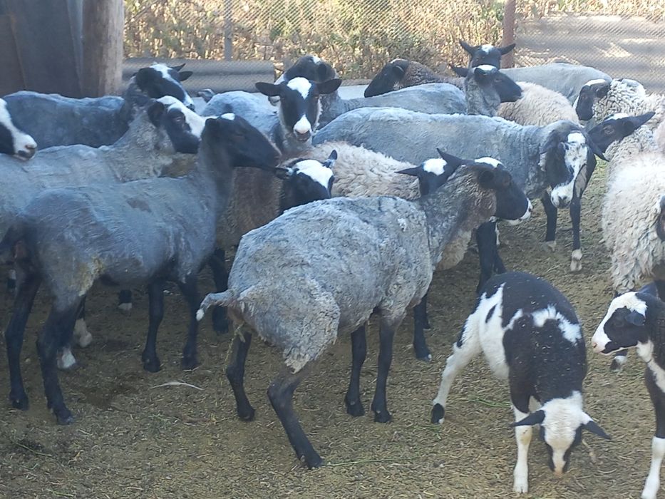 Продам романовских овец