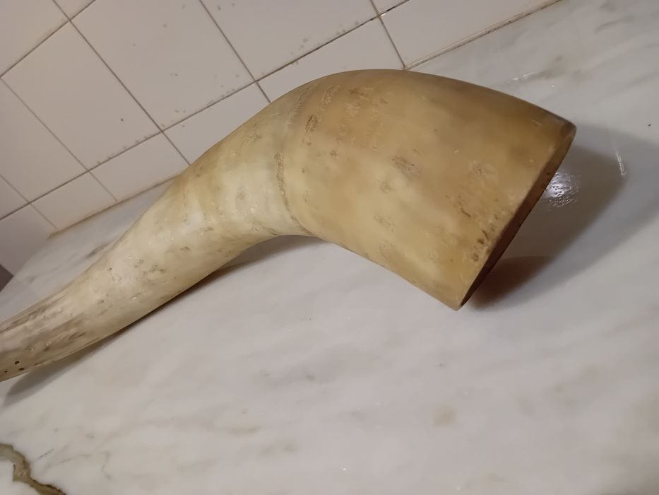 Chifre Decorativo e Dente de Javali