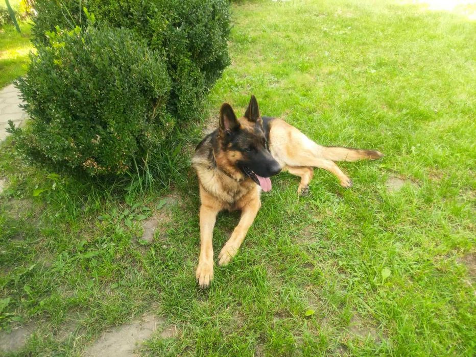 В"язка кобель 3 роки німецька вівчарка