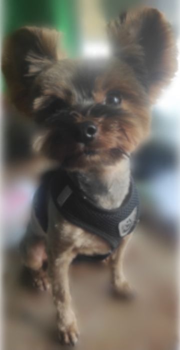 Хлопець шукає дівчинну