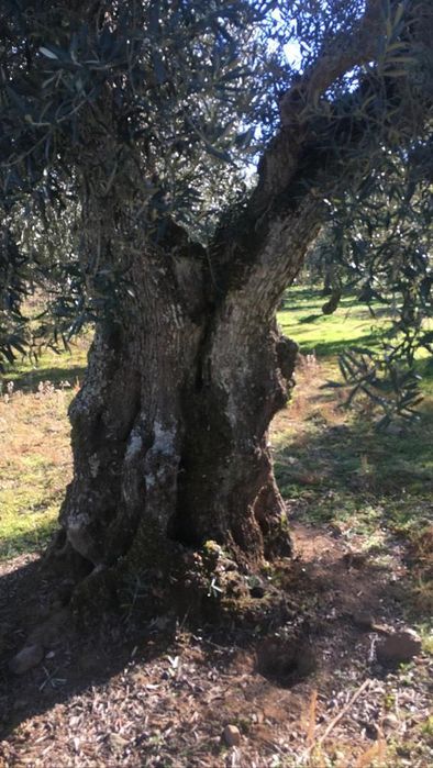 Oliveiras Centenárias