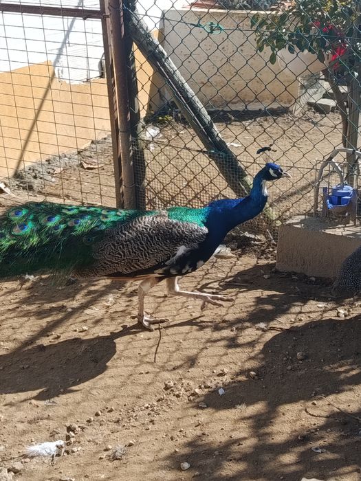 Casal pavão com fator branco