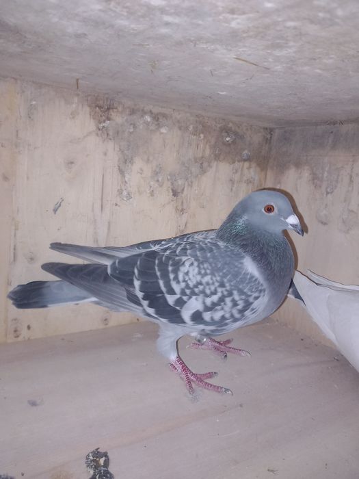 Sprzedam gołębie pocztowe