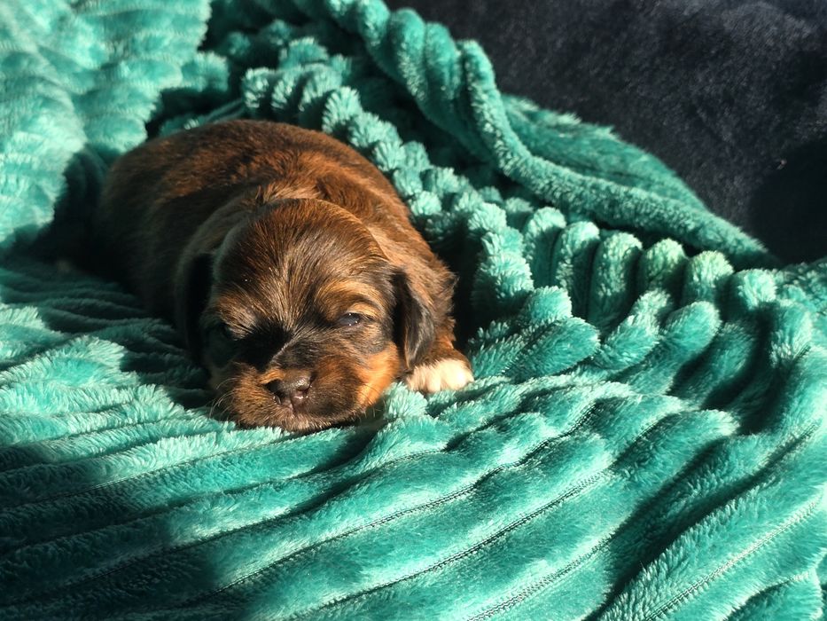 Hawańczyk hawańczyki havanese