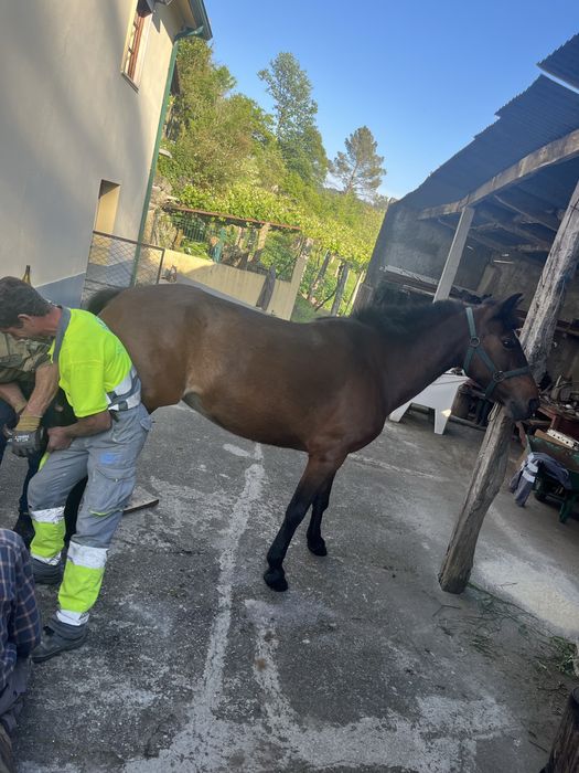 Cavalo de boa cabeça