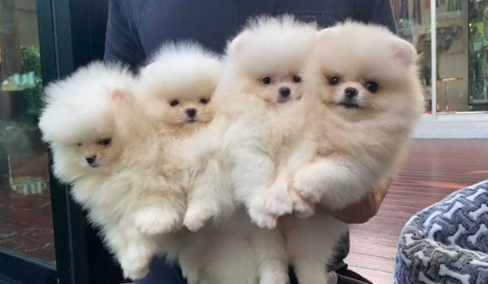 !!! Maleńki miś mini pomeranian!!!