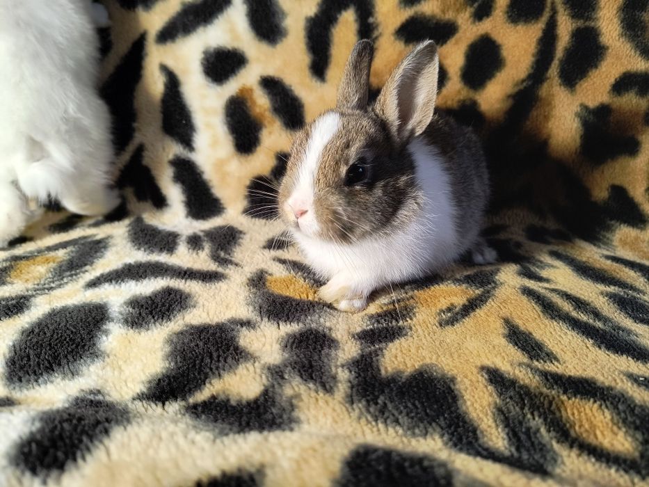 Кролики Мини и Полу Мини