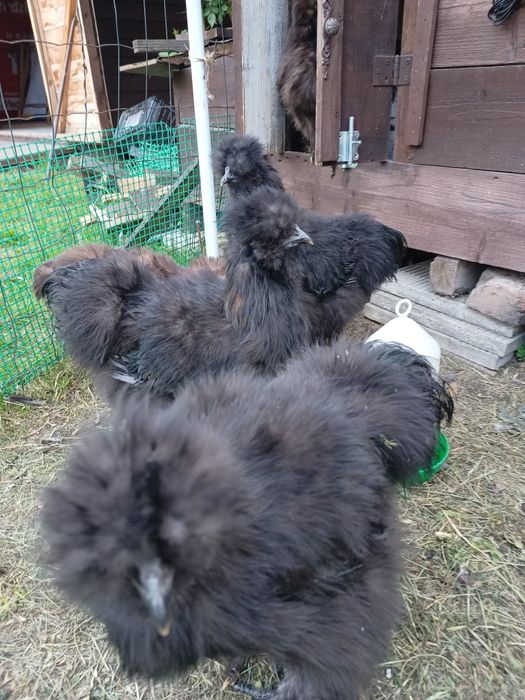 Kogutki jedwabiste silki 10 zł za sztukę