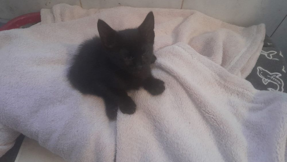 Gatinhos Bebés Adoção Responsável