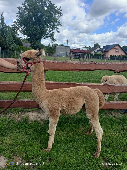 Alpaka huacya samiec