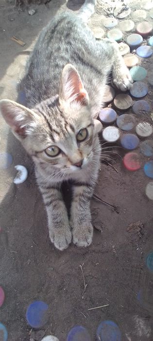 Кошеня, дівчина, чорного кольору Сіренький хлопчик Віддам. Безкоштовно