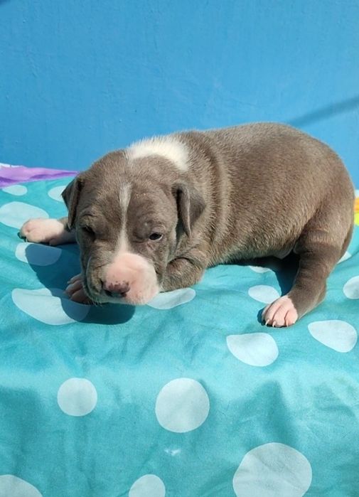 Мальчик американский питбуль терьер