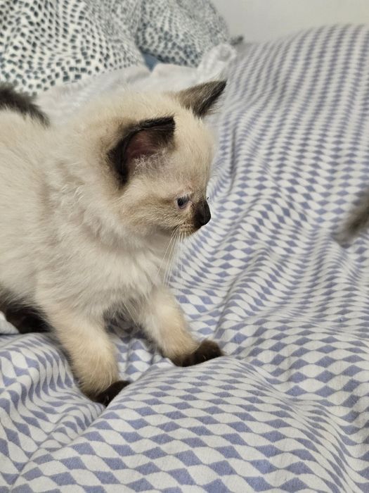 Cudne  Kotki  Ragdoll