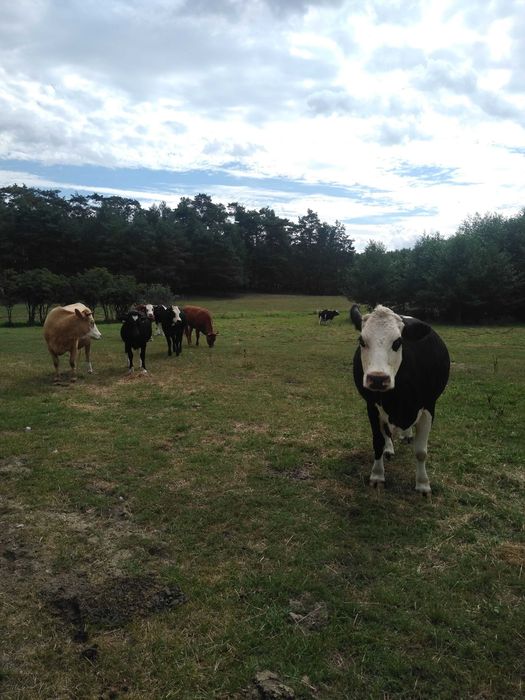 Sprzedam mleko wiejskie od krówek,
