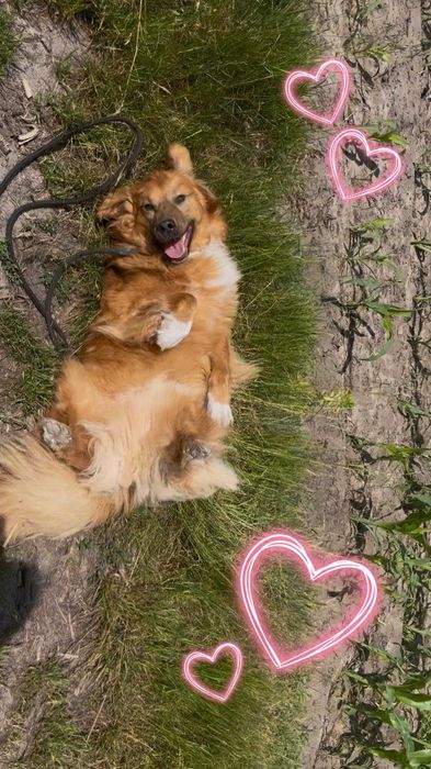 PUSZEK w schronisku w lututowie