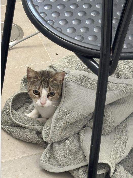 Gatos para adoção