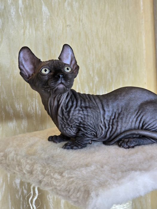 Бамбино хлопчик шоу клас