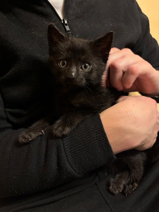 Karolek, kocurek do adopcji