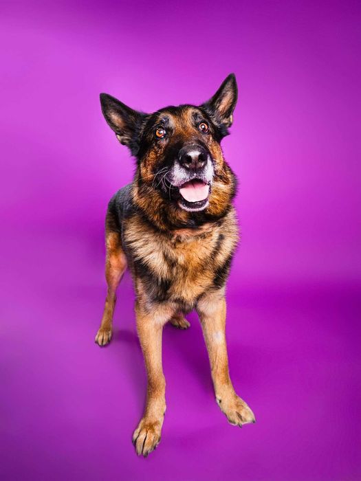 Borys - w typie Owczarek niemiecki; lubi wspólne spacery i aportowanie