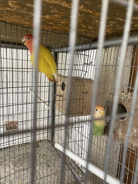 Cedo um sacal de agapornis roseicollis reprodutor