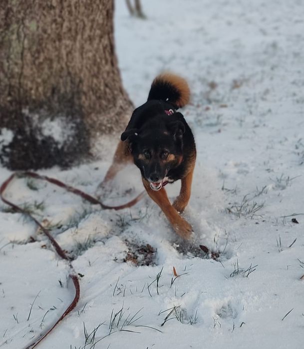 Feliks pies do adopcji szuka domu