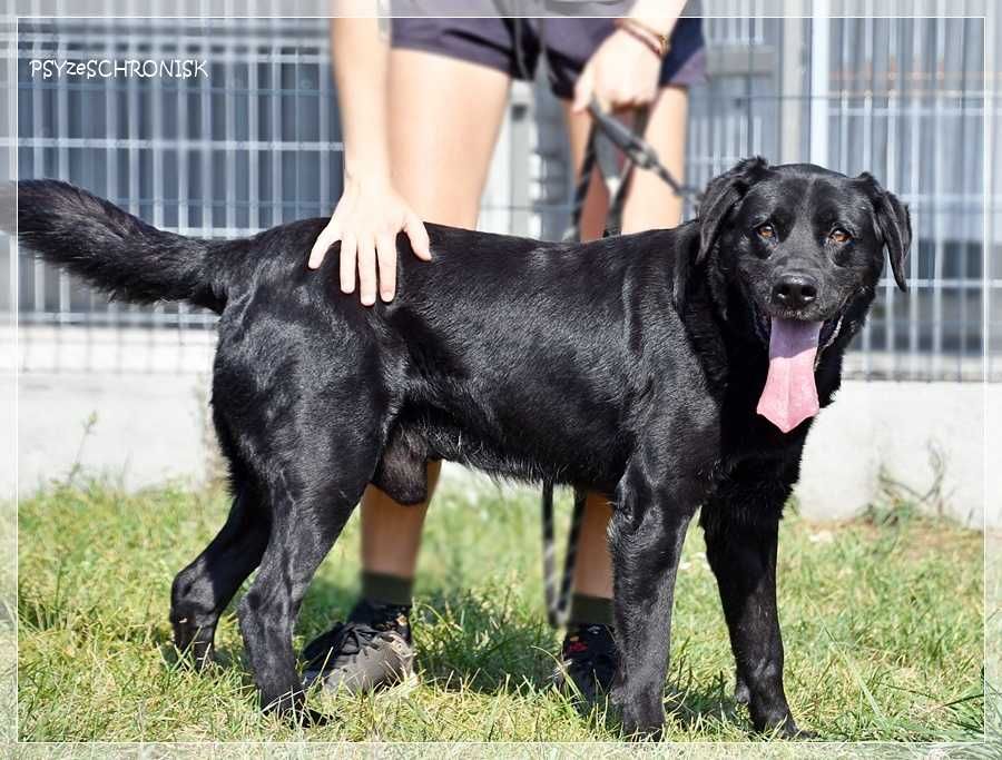 Max – wymarzony psiak w tupie labradora