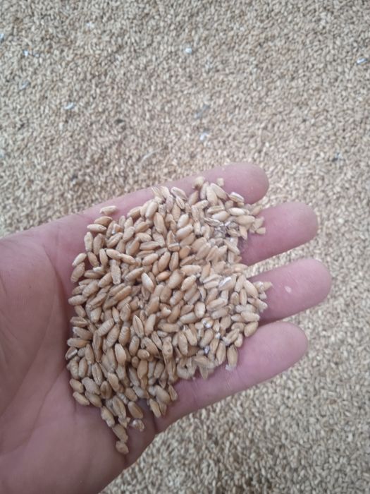 Pszenżyto ozime zimowe sprzedam