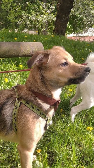 Відома собак за дарма