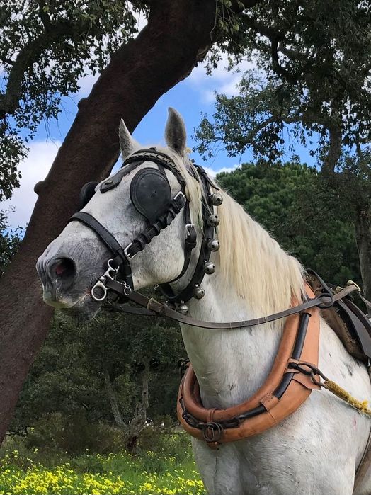 Vendo ou troco cavalo cruzada lusitano