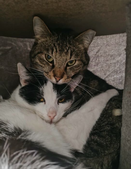 kot kocur do adopcji za darmo