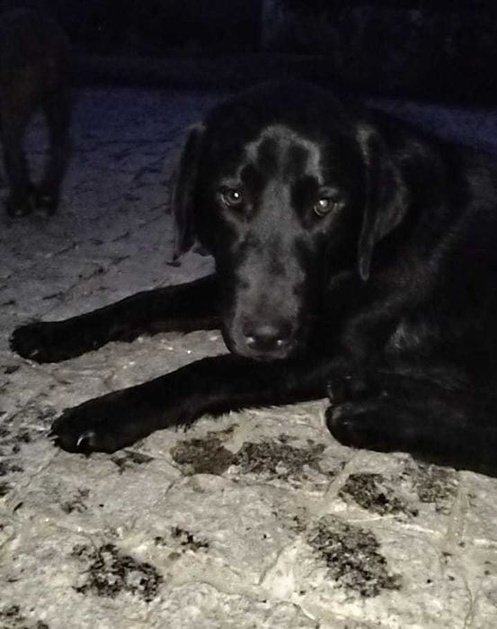 Cadela para adoção consciente