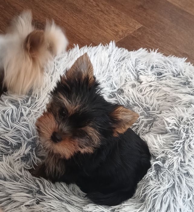 Маленькі йоркшерські тер'єри