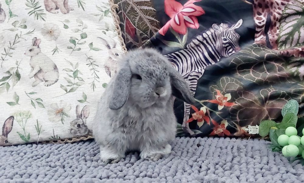 Królik mini lop baranek miniaturka