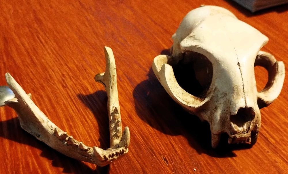 Caveira Gato Cranio Skull Cerâmica