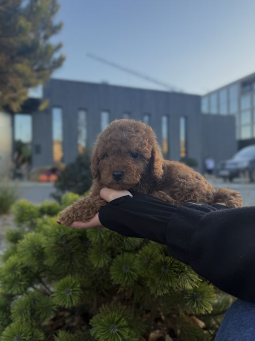 Той-пудель шоколад/РедБраун — маленька розкіш