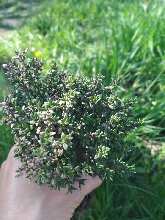 Тим'ян 4 вида. Чабер. Пряні трави. Саджвнці