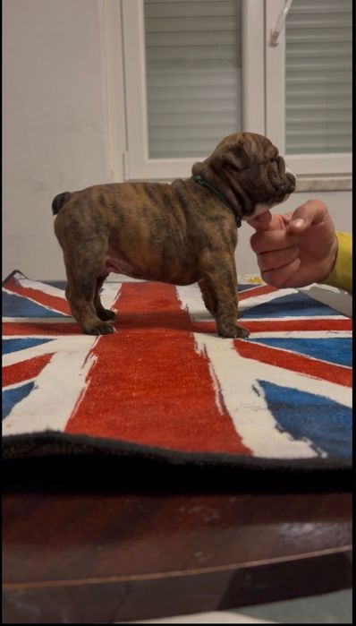 Bulldog Ingles c/Lop