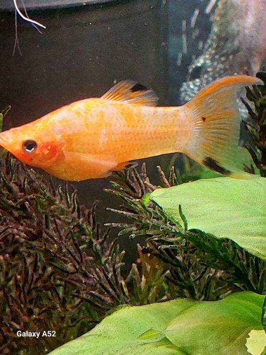 Rybki do akwarium - Molinezja Pomarańczowa z prywatnego  
 akwarium