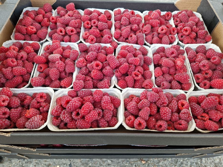 Sadzonki malin letnich i jesiennych, dowóz i wysyłka kurierem!!