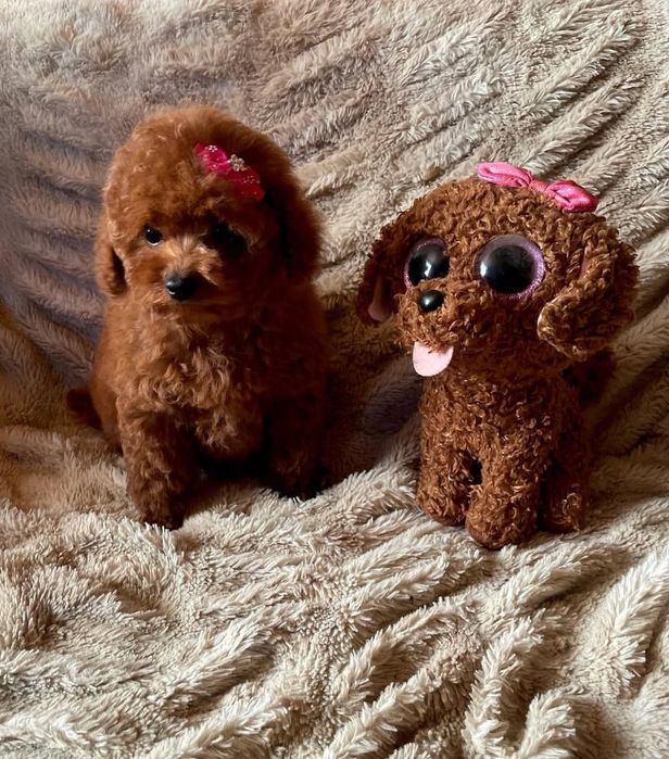 Чудова манюня той пудель