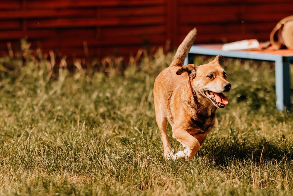 Major - wesoły psiak do zadań specjalnych i przytulania
