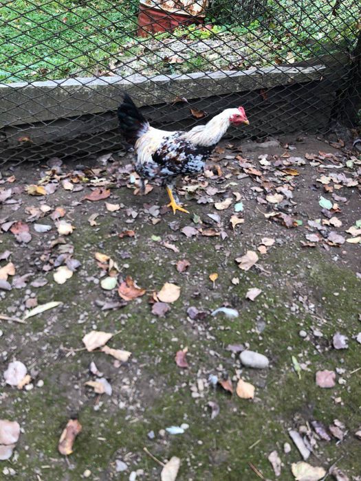 Півники  молоді.