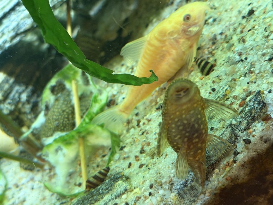 Glonojady,duze i zdrowe