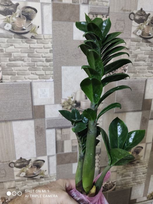 Заміокулькас-ЗЕНЗІ-