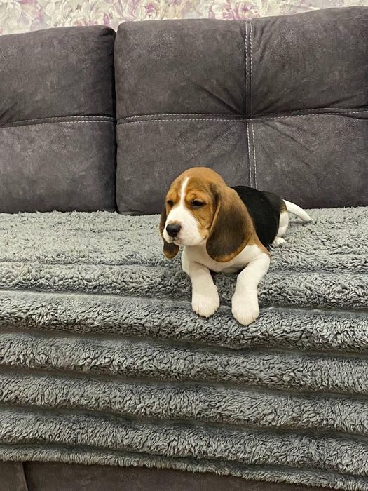 Бігль готові до переїзду до нової родини